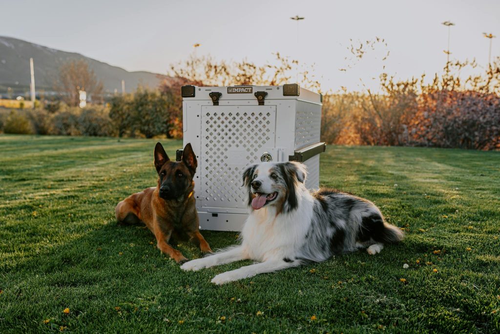 Two dogs, a Belgian Malinois and a Border Collie, relax beside an Impact dog crate during sunset in a park.